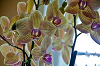 Day 354: Orchids